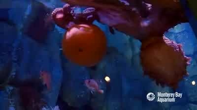 Octopus gets treats from Jack-O-Lantern
