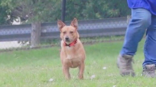 Pet of the Day: Ozzy