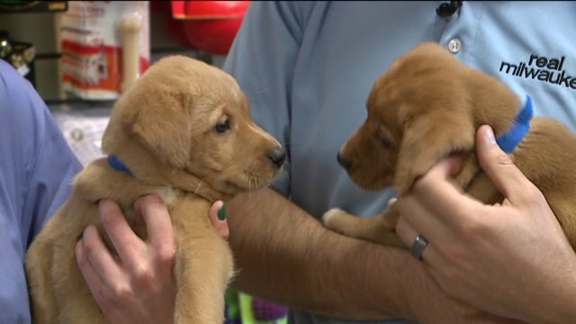 Puppies, puppies everywhere!