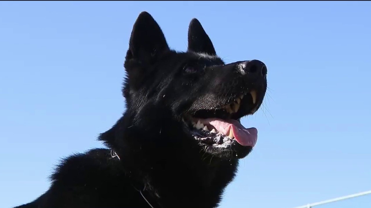 Police K9s face growing danger from accidental fentanyl exposure