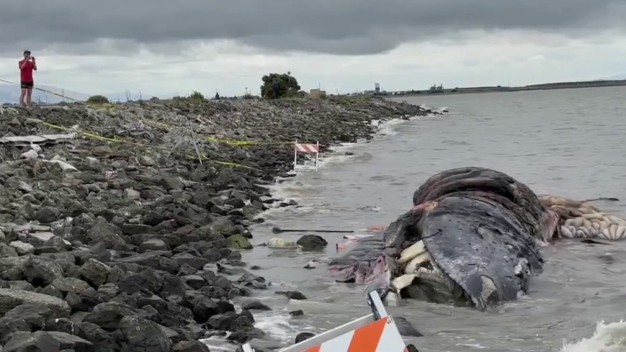 Gray whale found dead in San Leandro likely killed by ship