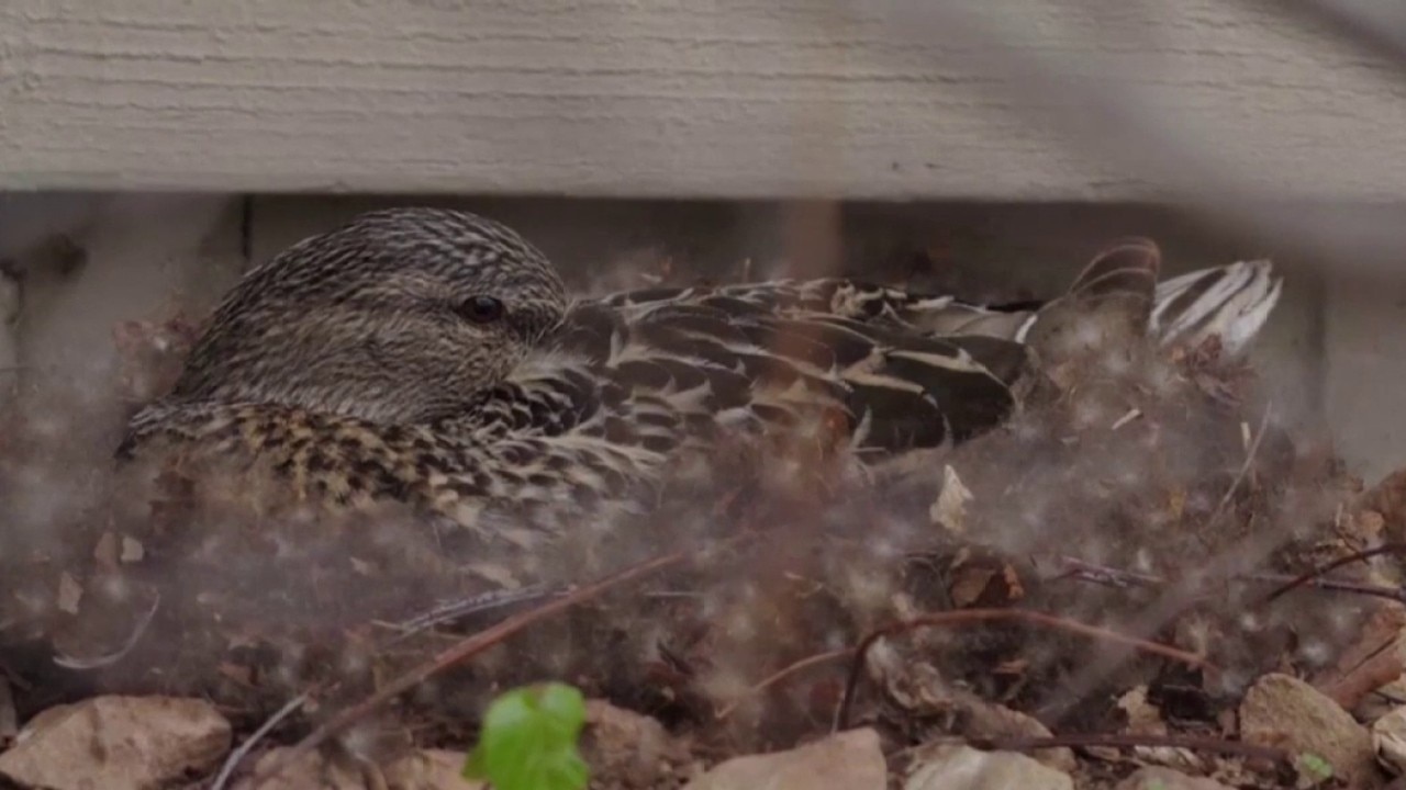 More wild animals making their homes close to houses