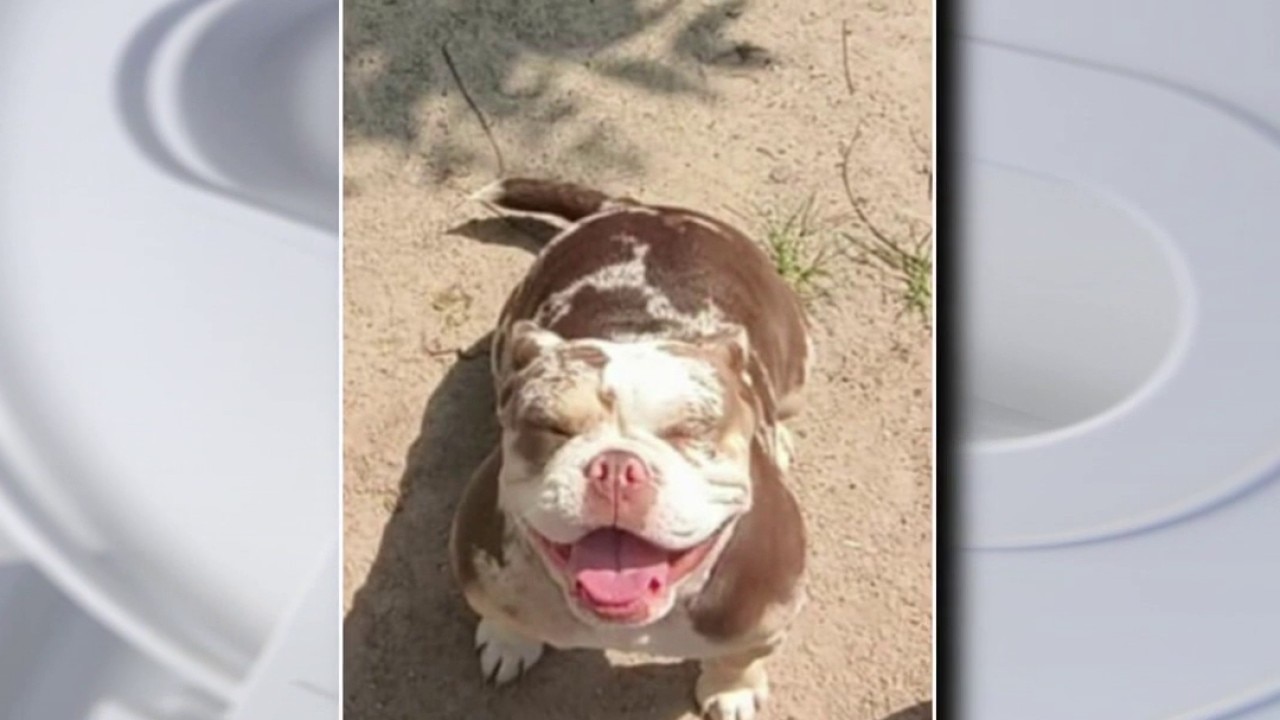 French bulldog stolen in north Houston home burglary