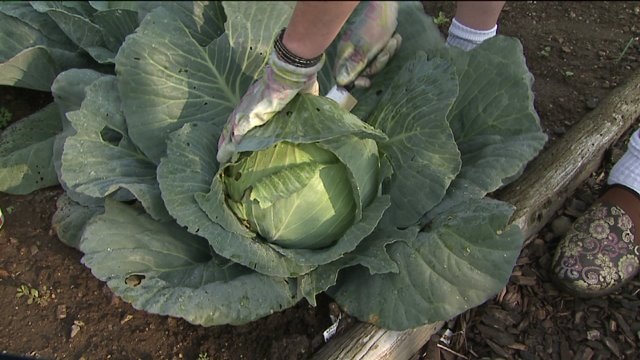 Tips for harvesting cabbage