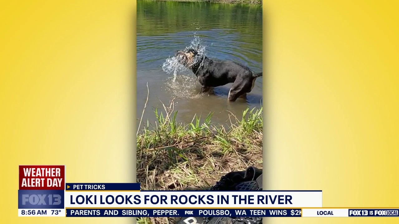 Pet Tricks for Wednesday, July 22