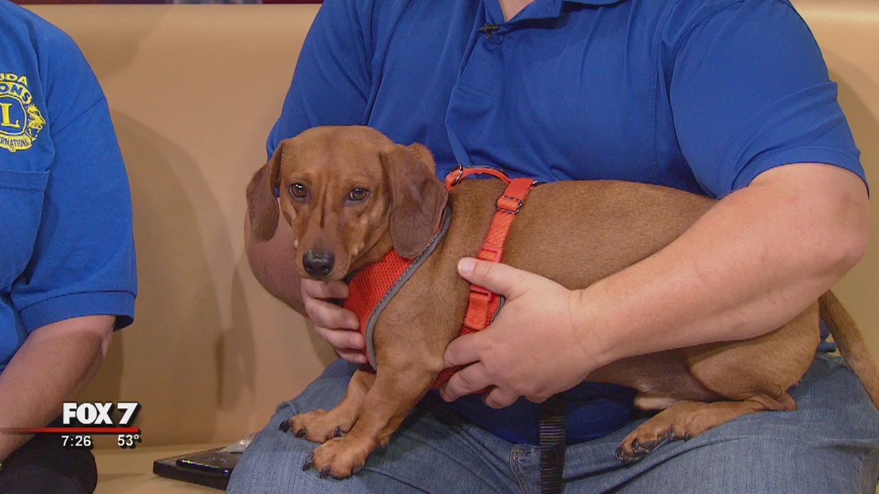 2018 Buda Weiner Dog Races