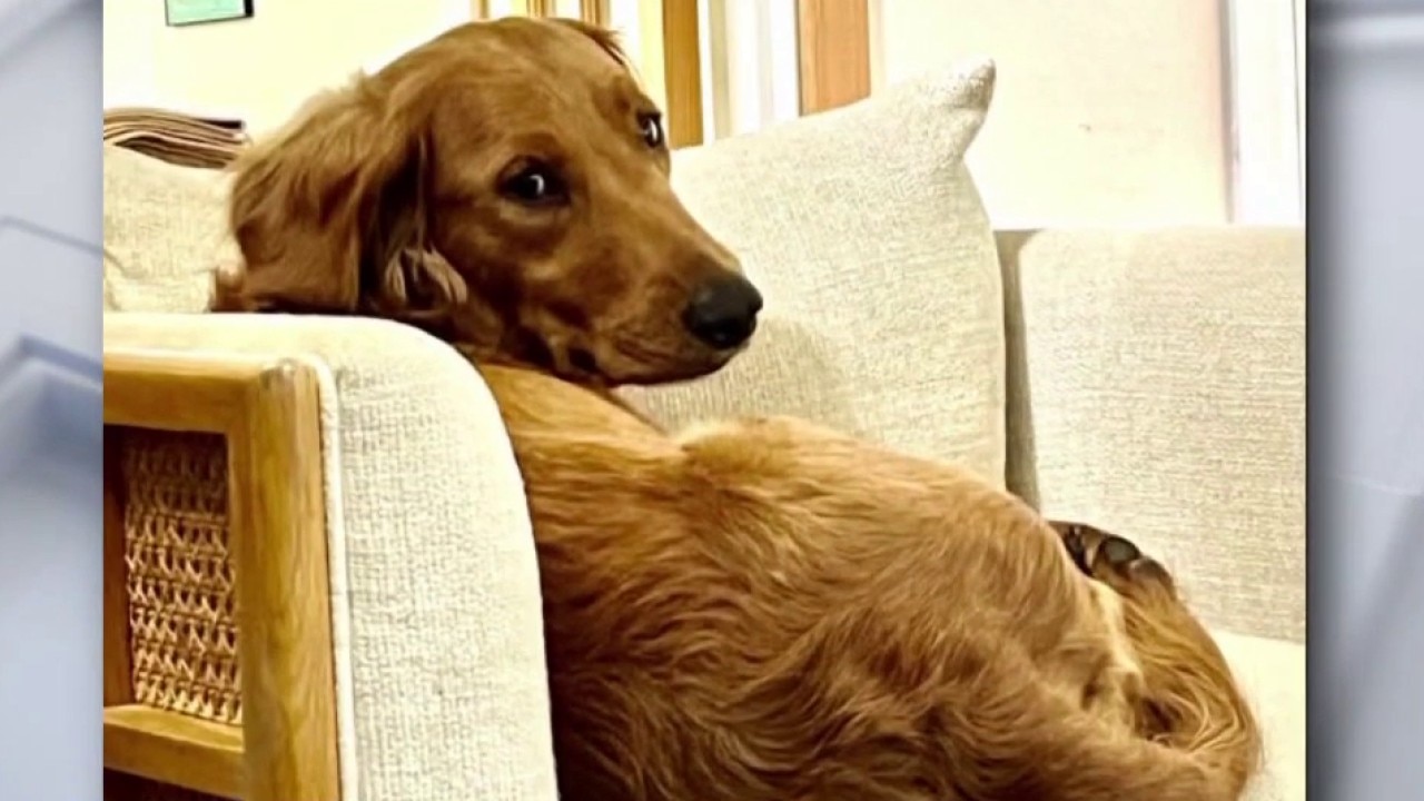 Meet Paisley! | Pet of the Week