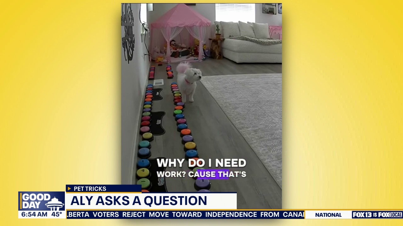 Pet Tricks for Wednesday, October 21