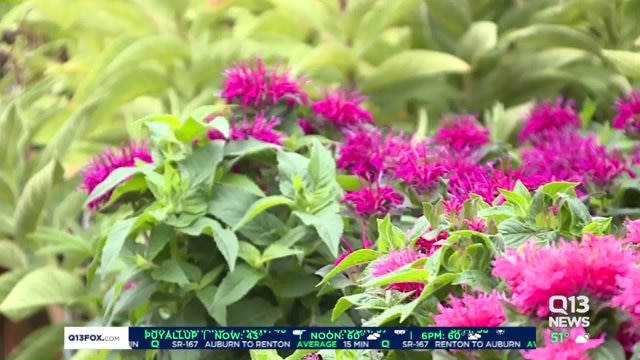 As neighborhood changes, so does nursery