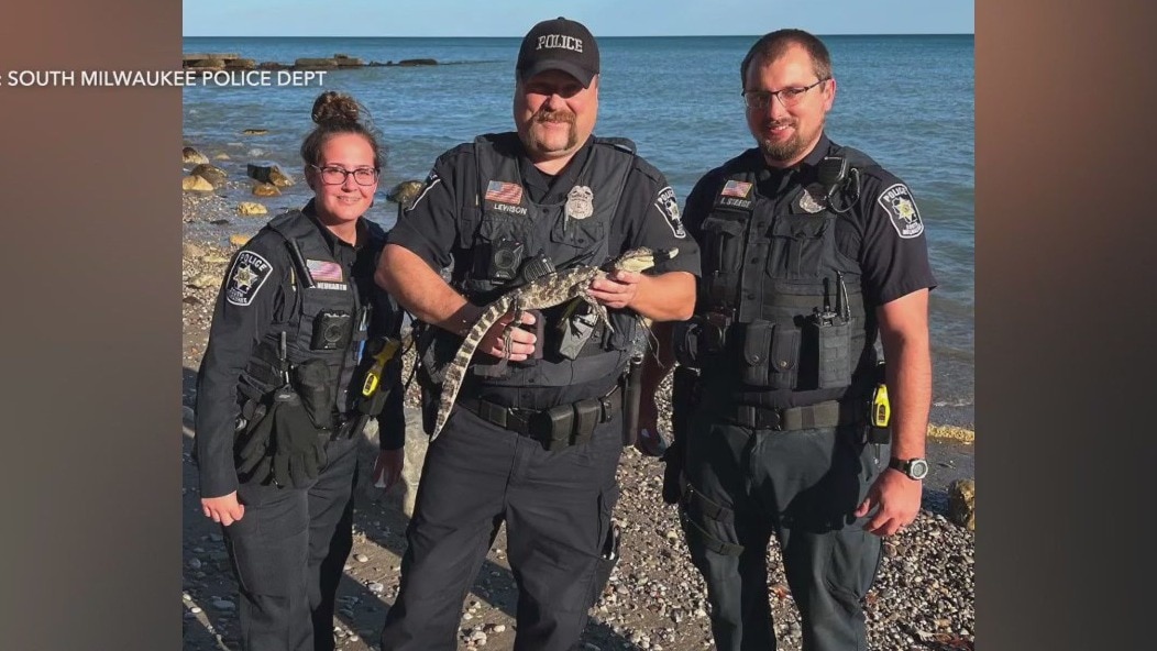 Alligator at Grant Park beach