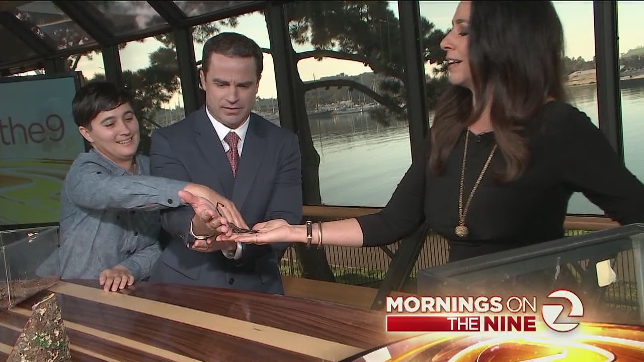 Spiders from Cal Academy of Sciences visit KTVU