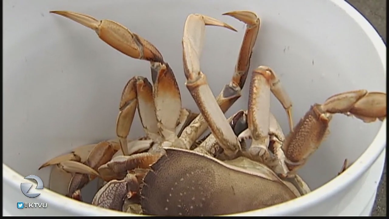 Recreational crab season begins Saturday