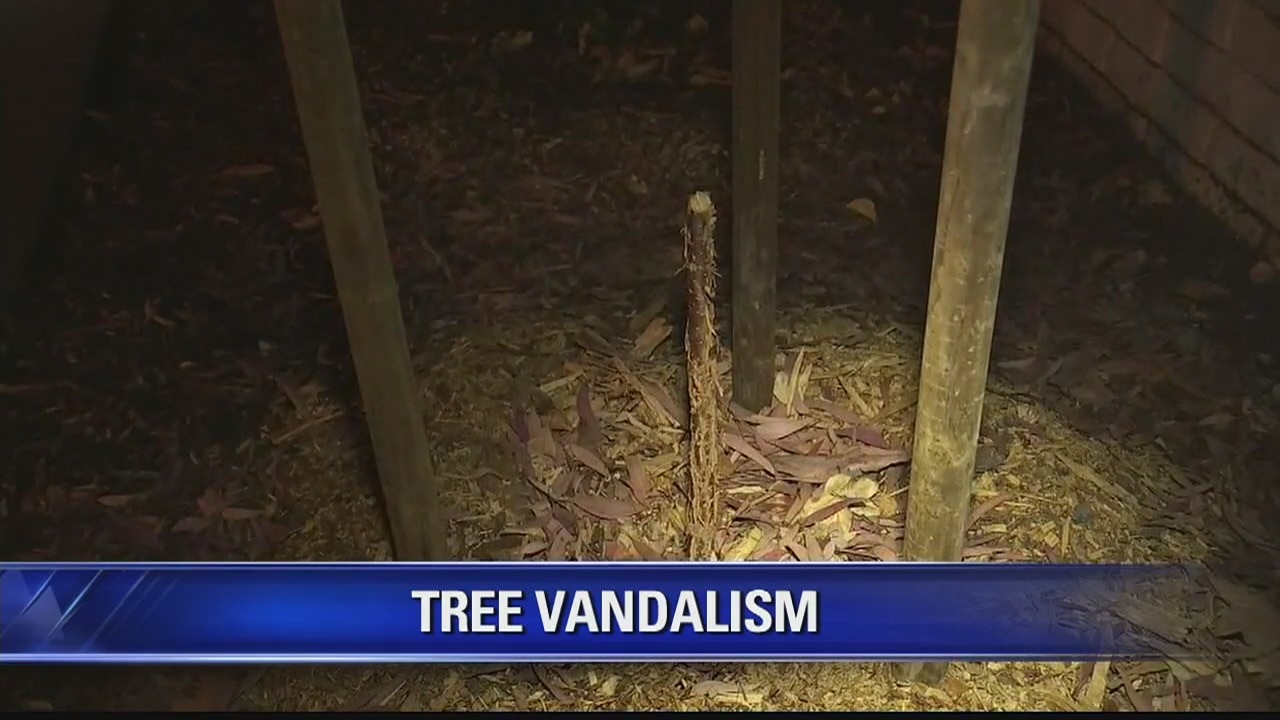 SAN JOSE: Trees vandalized