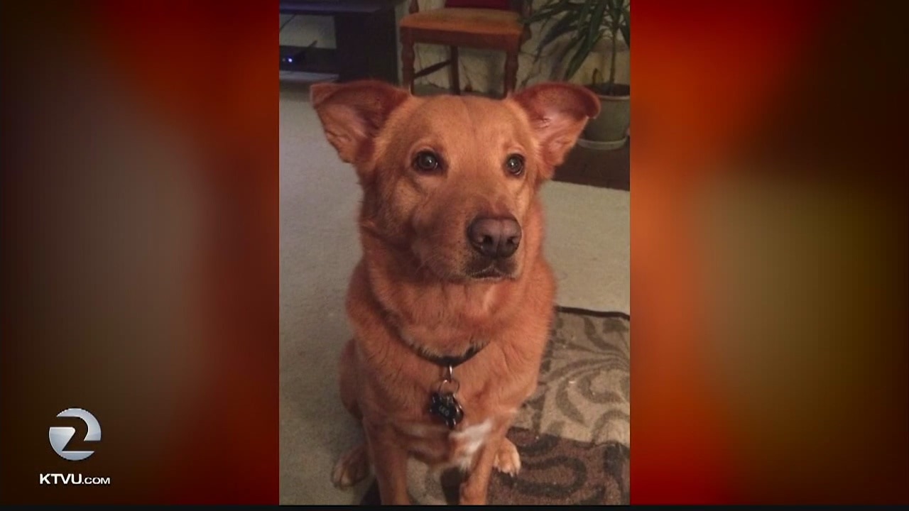 Veteran needs help finding missing service dog