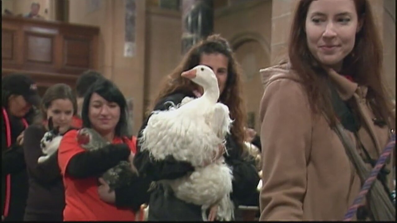 Blessing of the animals