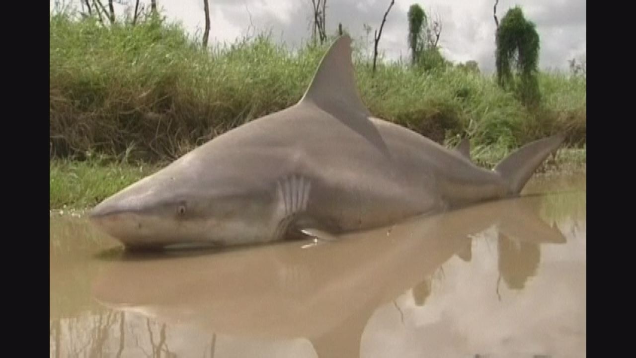 Sharknado? Australian cyclone leaves behind shark in puddle