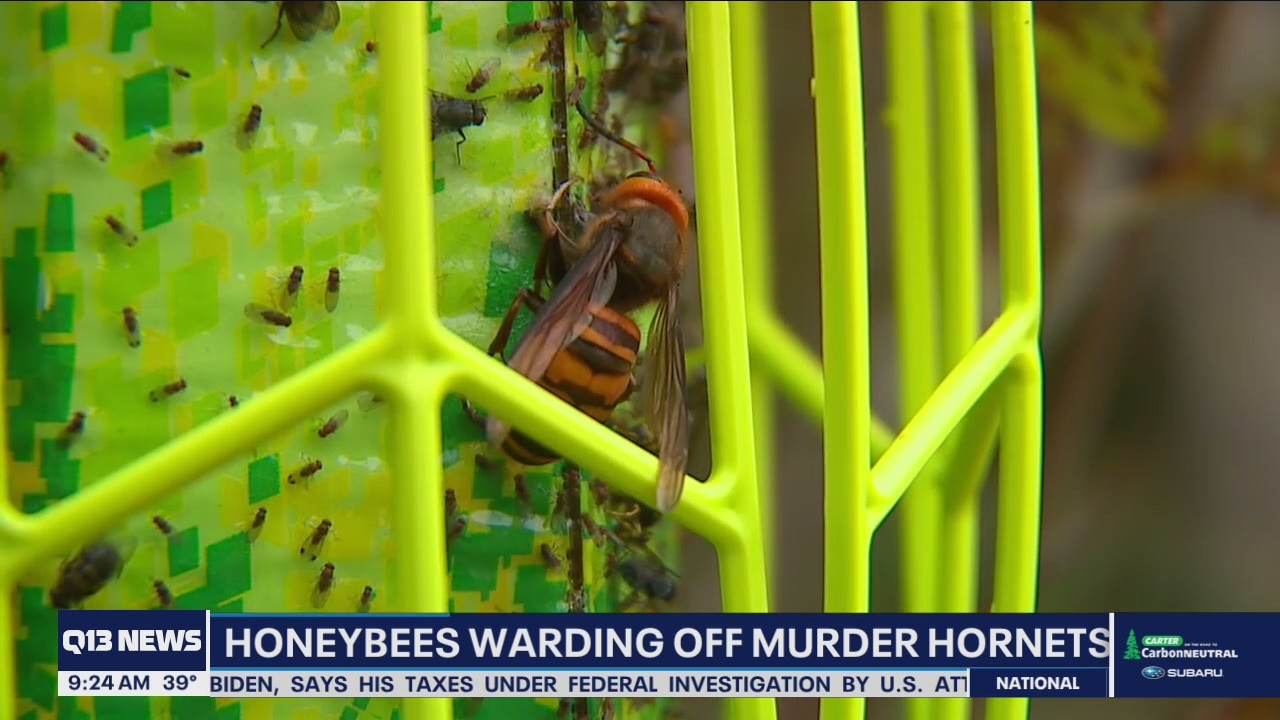 How honeybees are warding off murder hornets