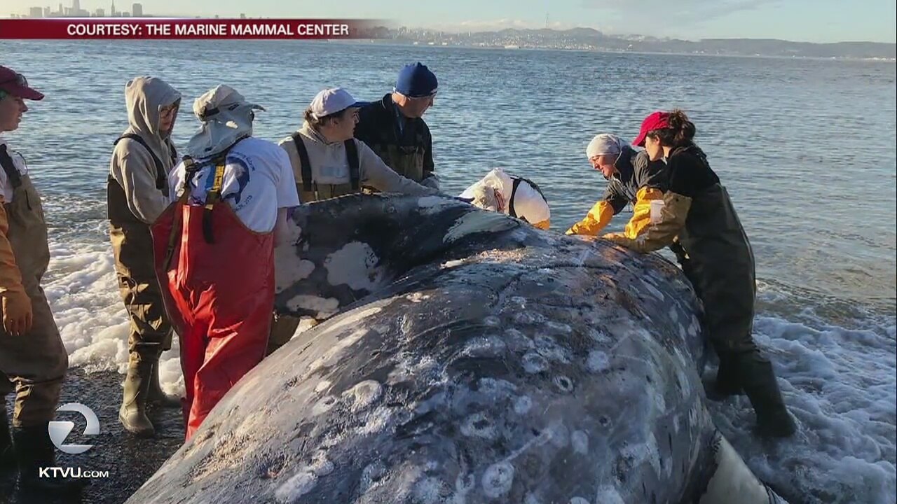2 dead gray whales wash ashore in San Francisco Bay