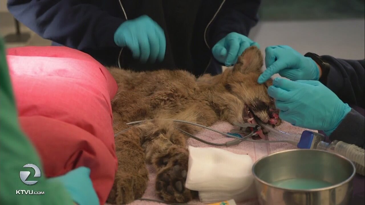 Orphaned mountain lion cubs rescued in Half Moon Bay