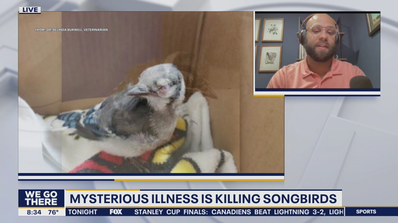 Mysterious illness is killing songbirds in PA
