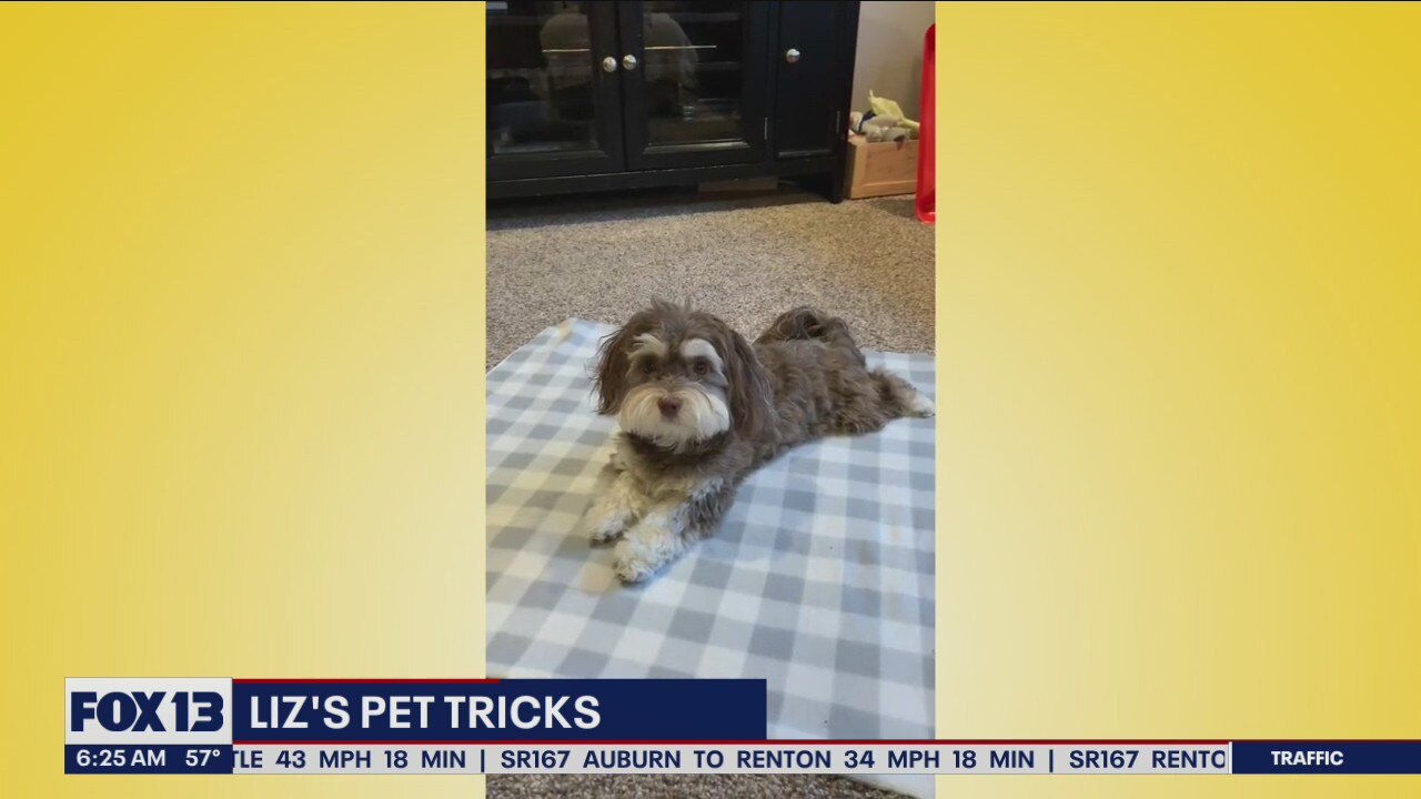 Liz's Pet Tricks for June 22