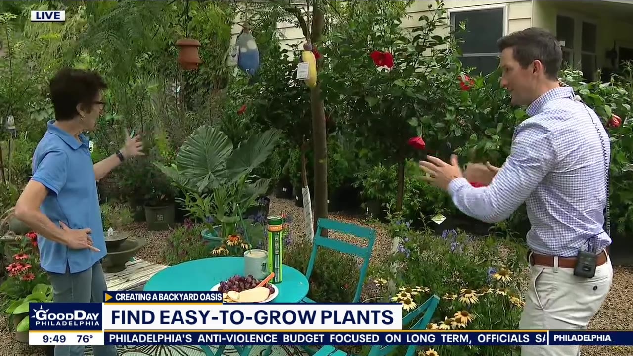 Spruce up your backyard with these easy-to-grow plants