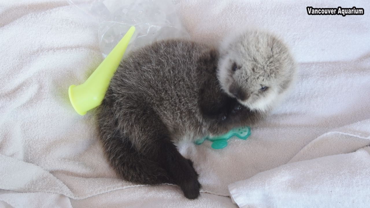 Vancouver Aquarium caring for adorable baby otter found swimming alone