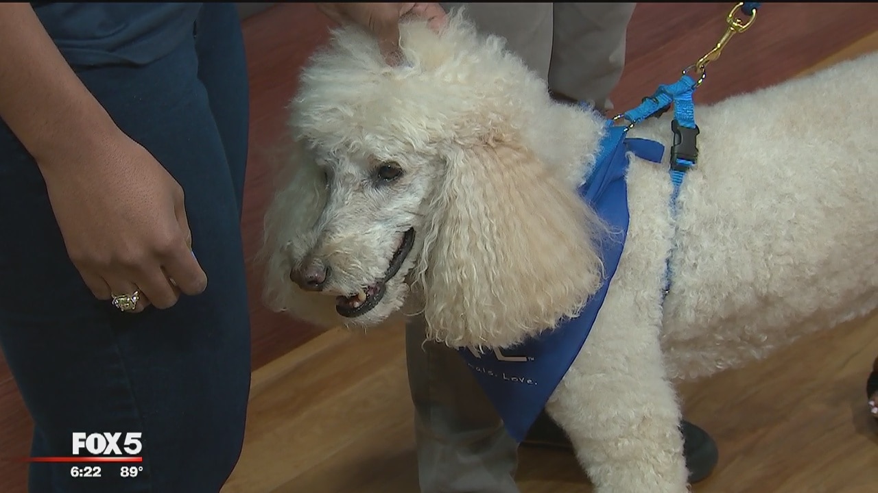 Keeping your pet safe during Fourth of July fireworks
