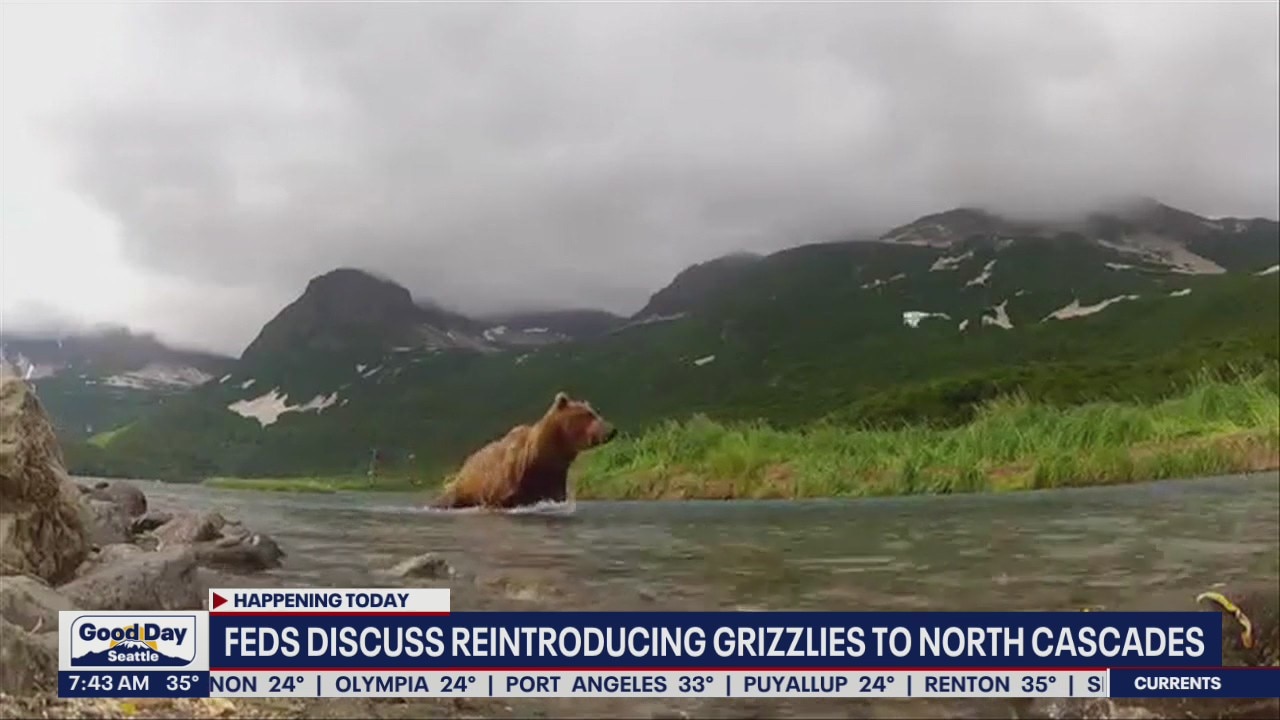 Feds discuss reintroducing grizzlies to North Cascades