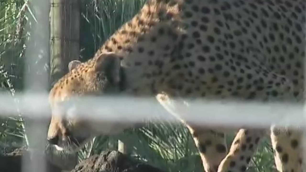 Giraffe ranch offers experiences with exotic animals