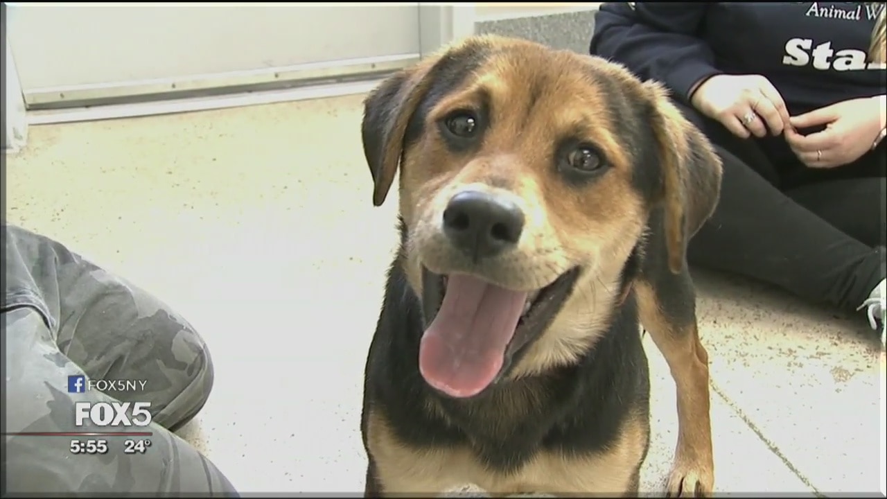 Dogs saved from cold