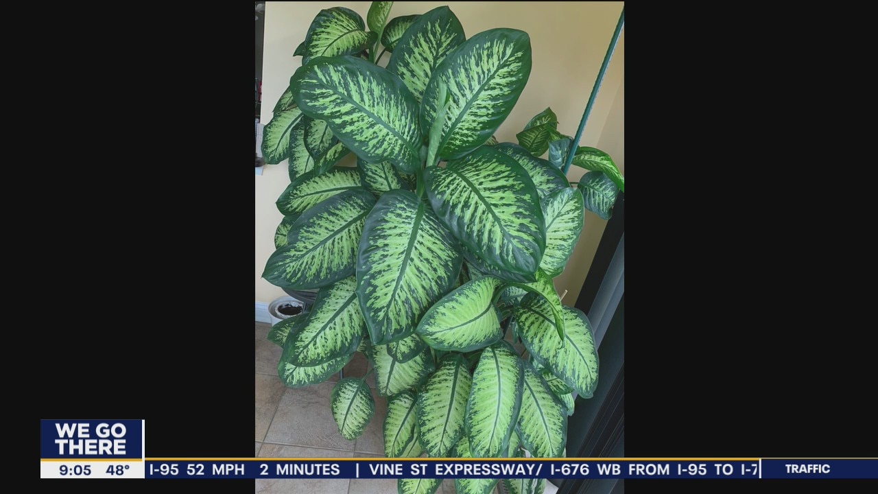 Study shows that owning house plants is a relationship green flag