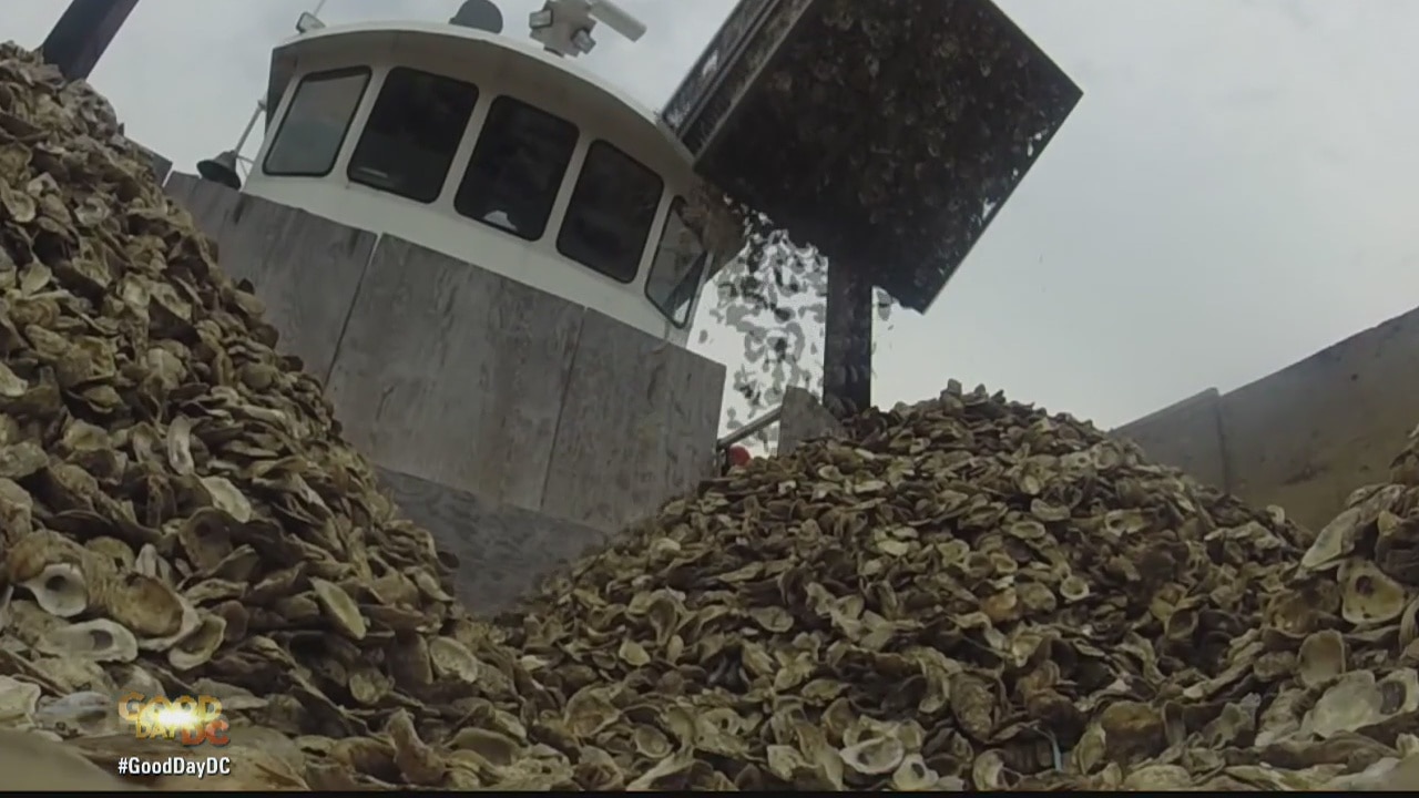 Beyond The Lens: Saving The Bay