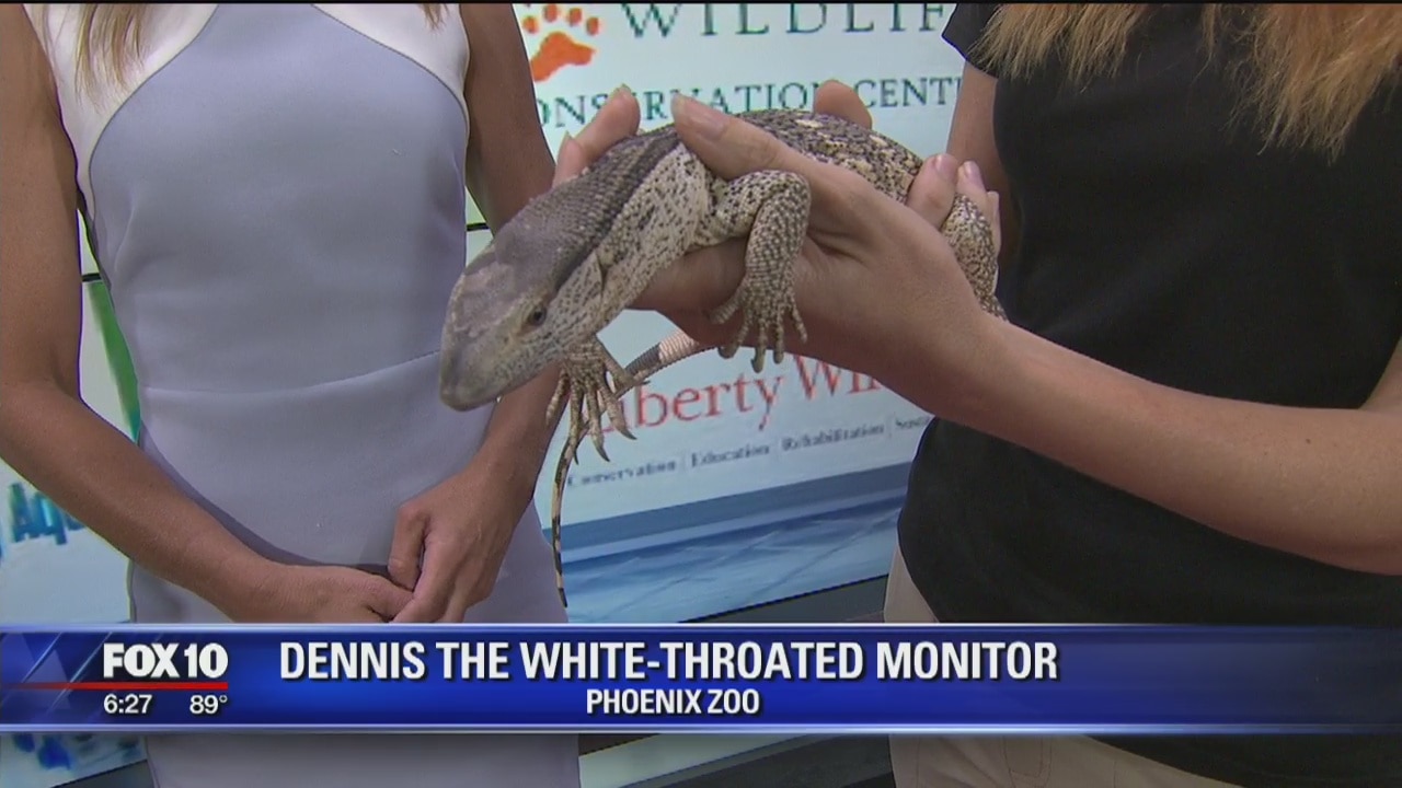 Critter Corner: Meet Dennis