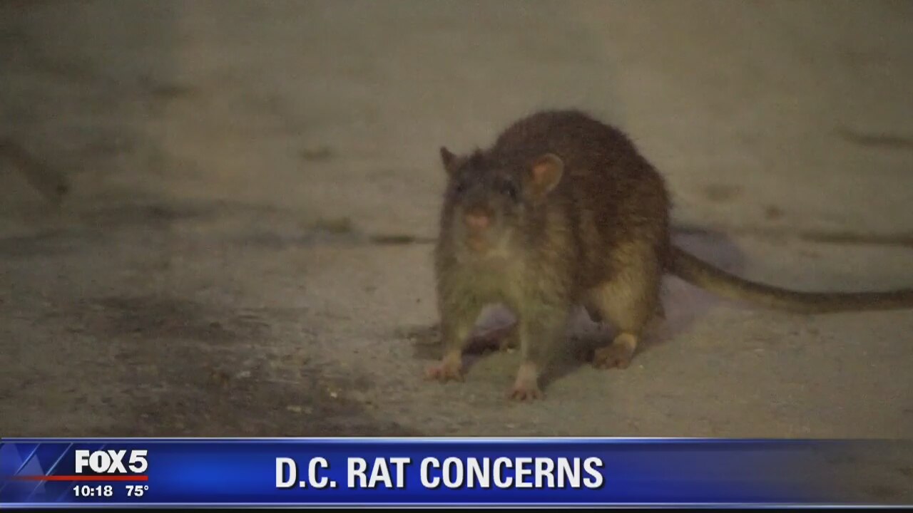 DC rat concerns