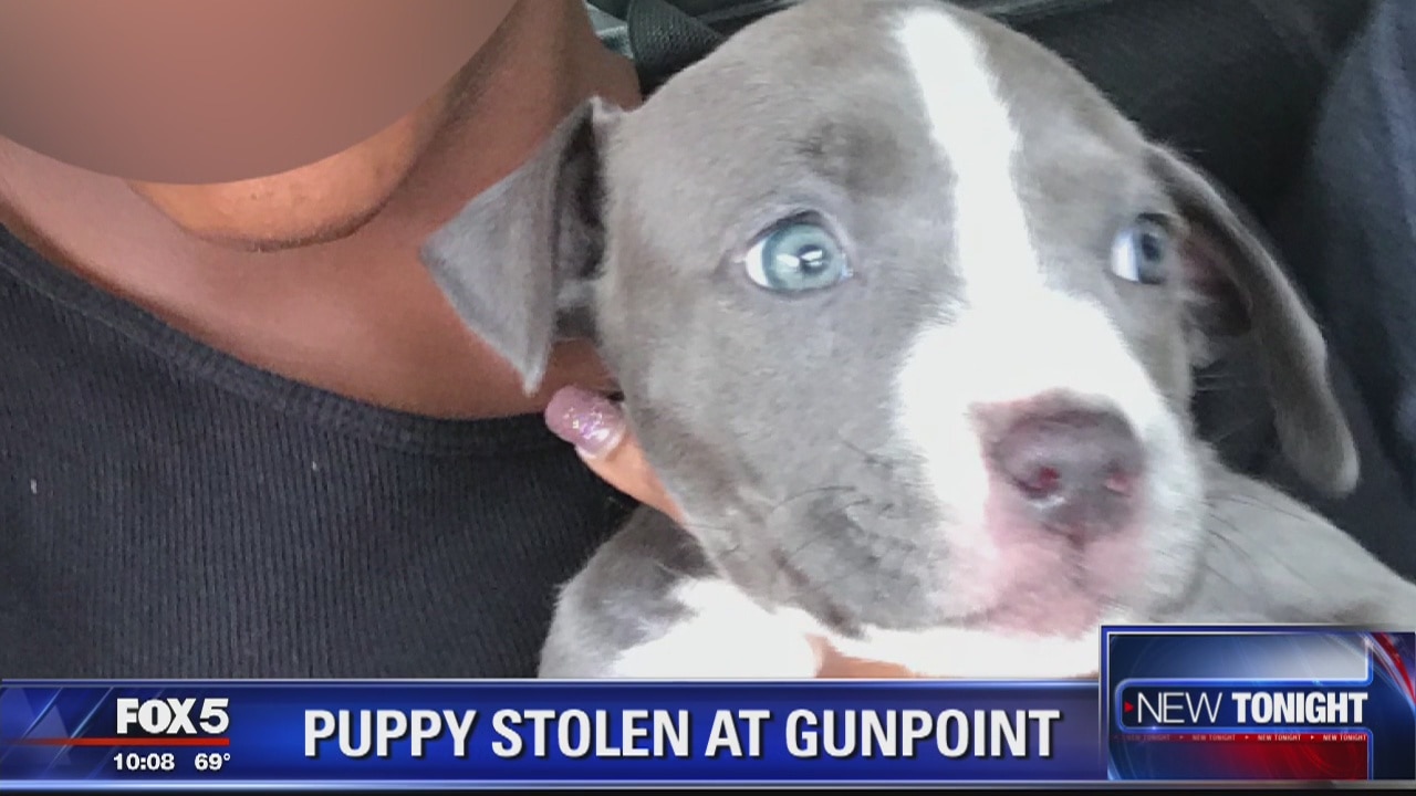 Puppy stolen at gunpoint in DC