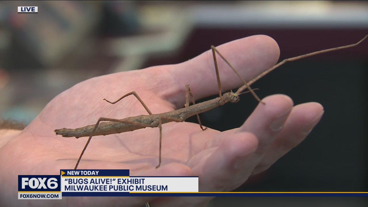 Bugs Alive! is at the Milwaukee Public Museum