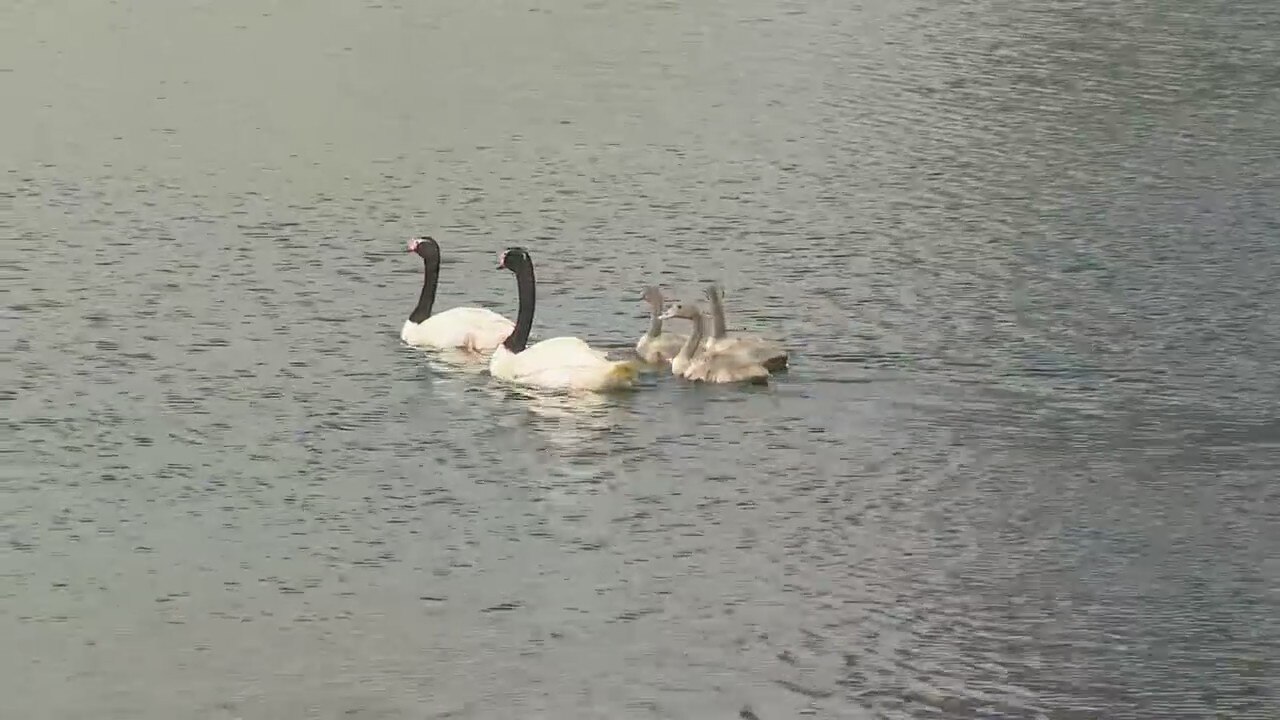 New baby swans take first swim at Orlando's Lake Eola