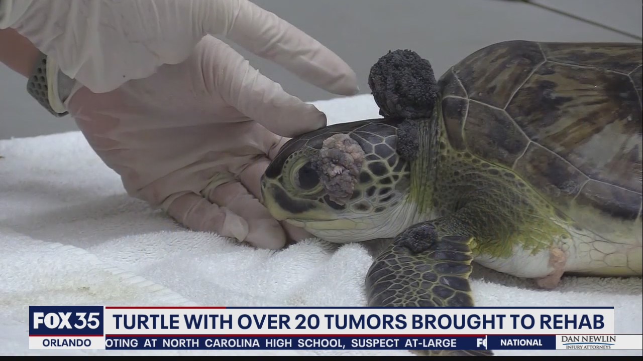 Turtle with tumors being treated at Brevard Zoo