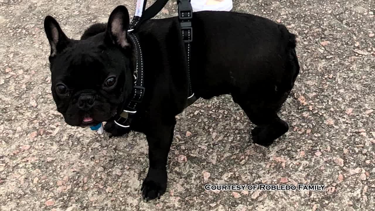 Heartbroken mom and daughter speak about dog