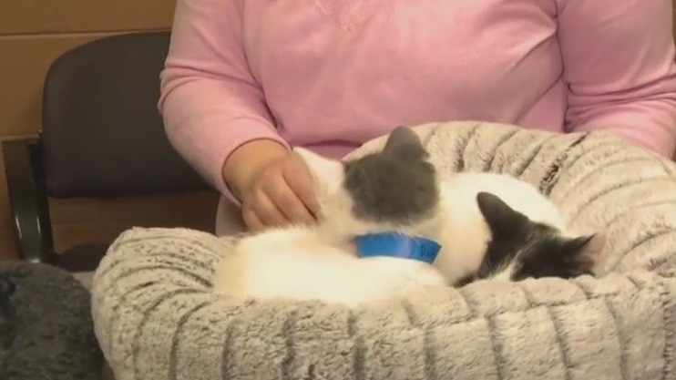 Annual telethon to benefit homeless animals