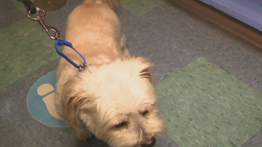 How you can donate and adopt