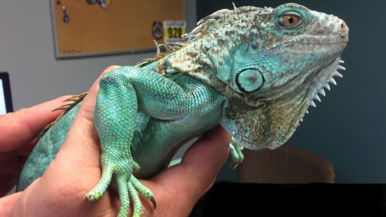 Man swings iguana by its tail, throws reptile at restaurant manager