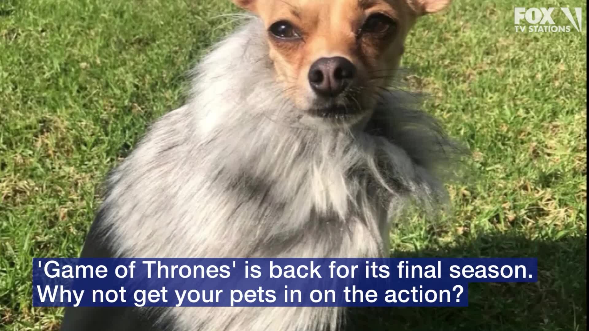 Winter is here and so are these Game of Thrones costumes for dogs and cats