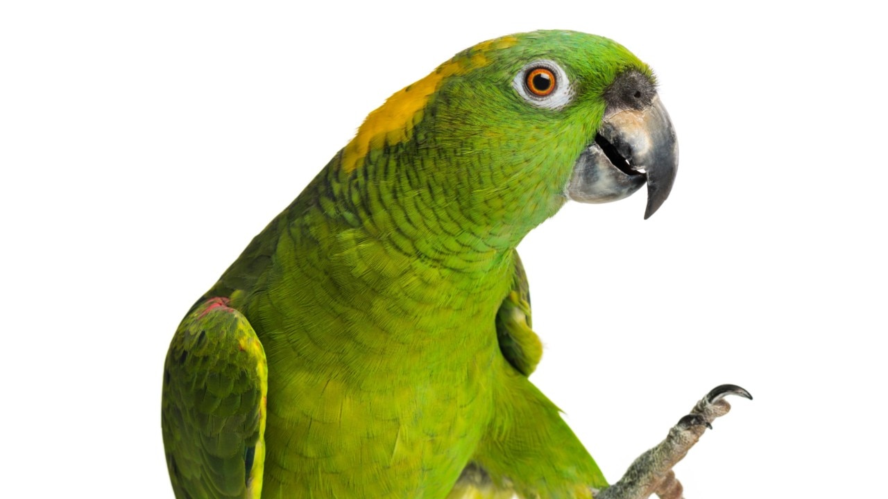 Parrot keeps beak shut after drug raid arrest