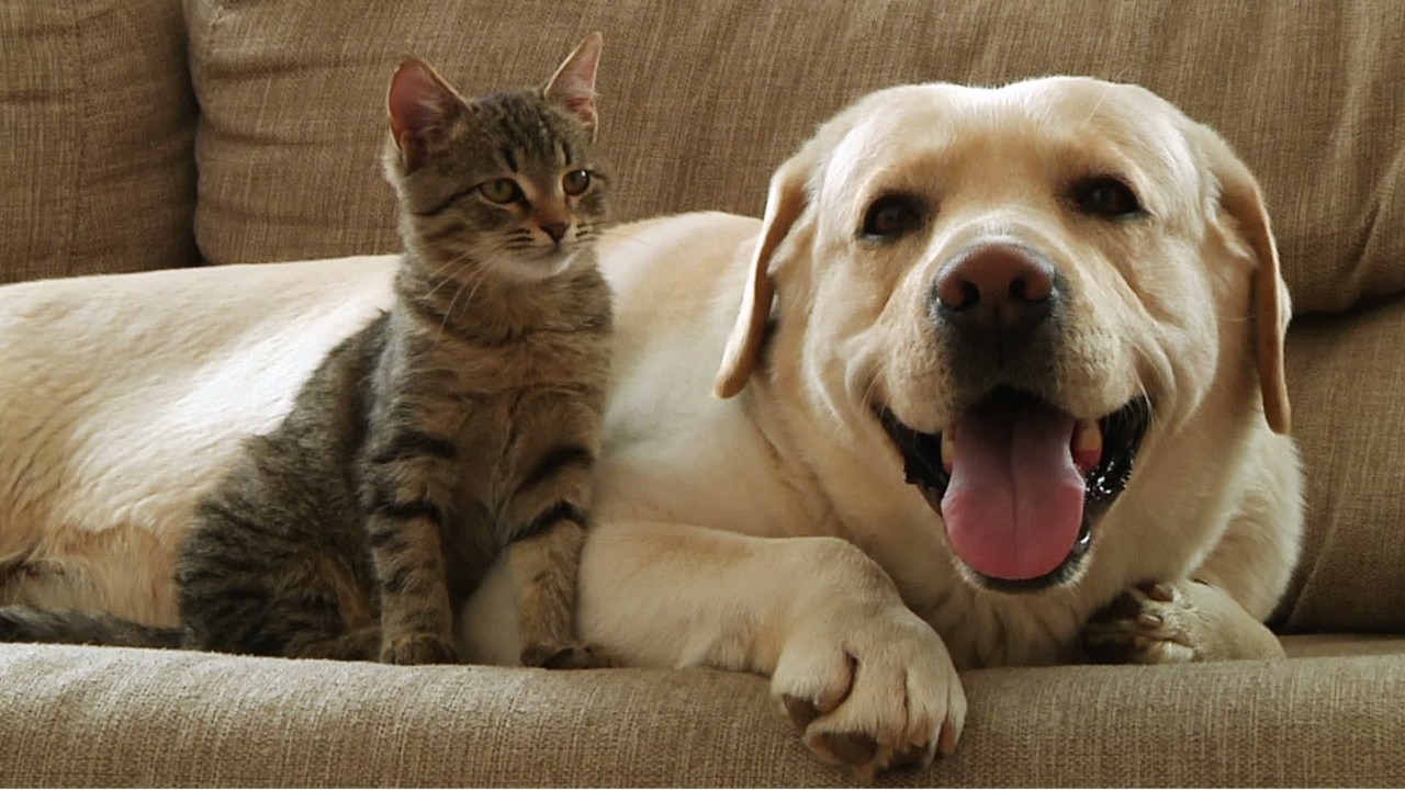 Walmart adds online pet pharmacy, 100 in-store vet clinics