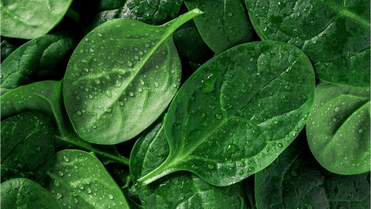 Chemical in spinach enhances physical performance, should be added to doping list, researchers say