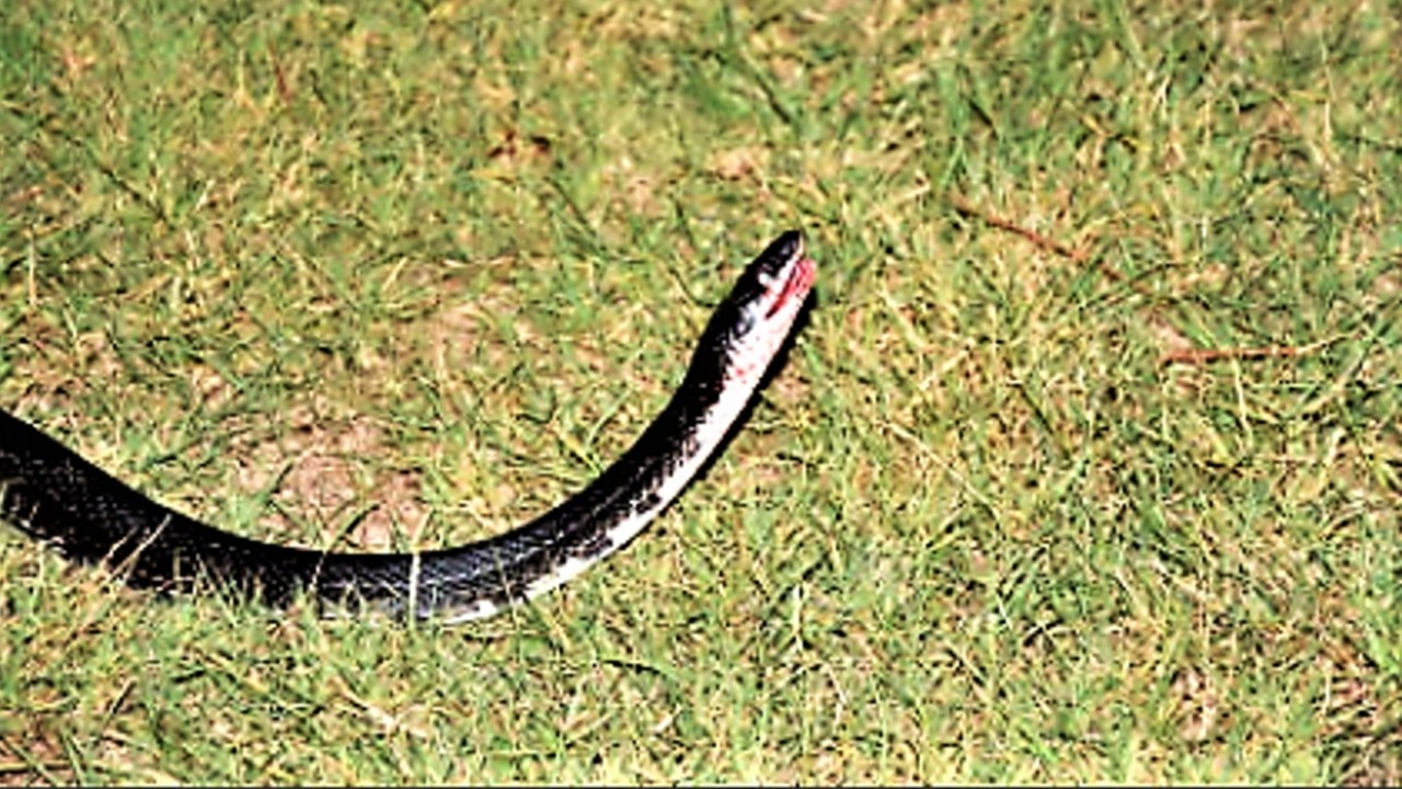 Woman allegedly threw live snake at driver during carjacking, police say