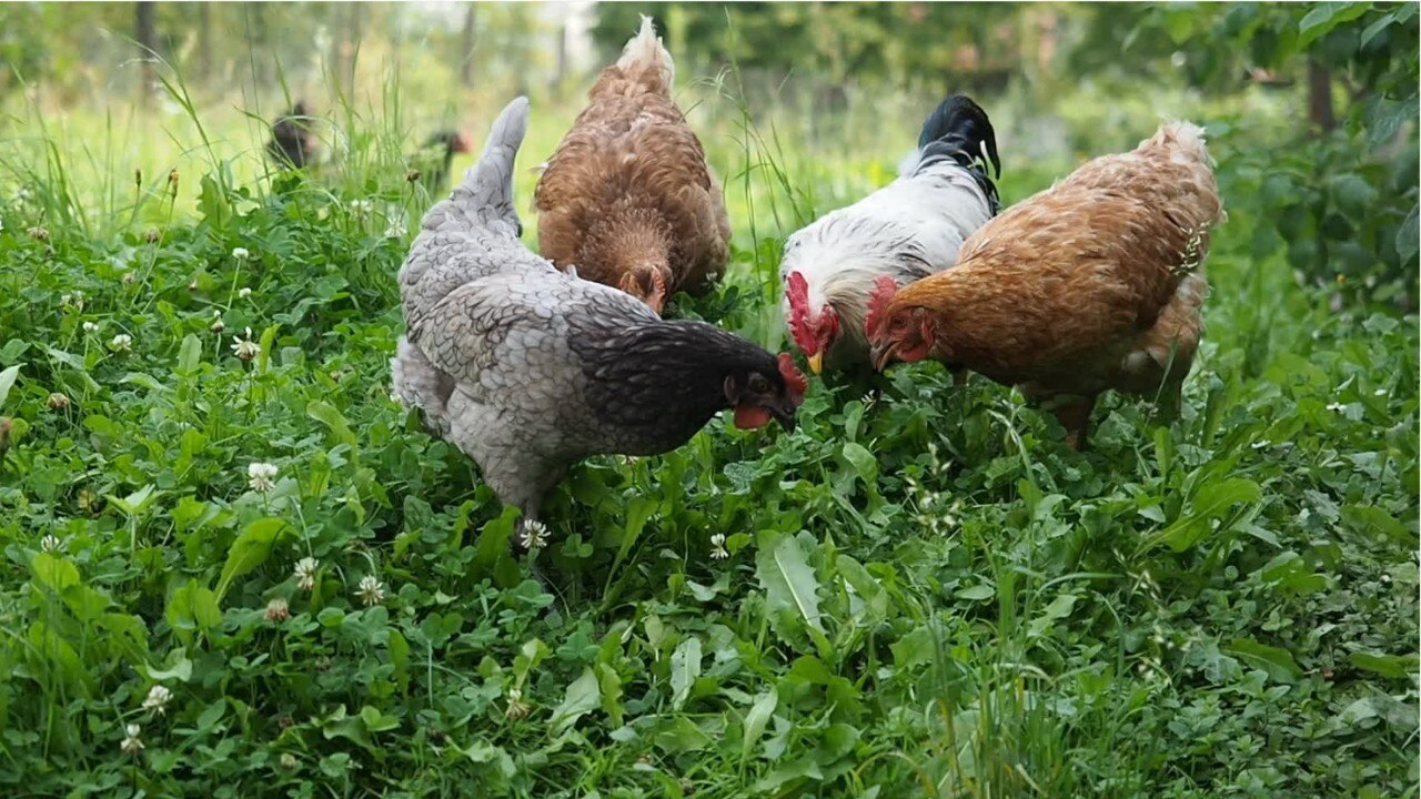 Winner, winner? PETA asks mayor to change name of 'Chicken Dinner Road'