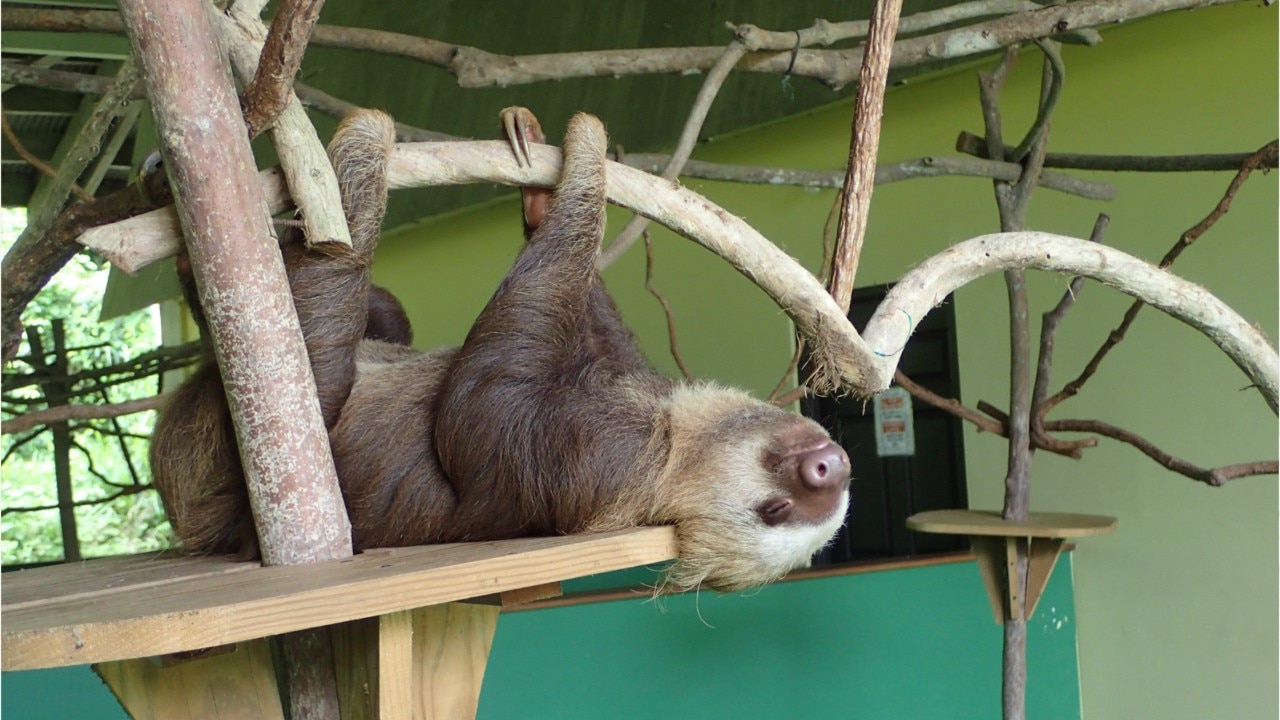 6 adorable baby sloths find new home at Indiana zoo